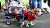 Ada juga seekor anjing difabel yang turut memeriahkan acara ini dengan berdandan heboh. REUTERS/Kevin Coombs