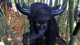Kebo-keboan bersiap mengikuti acara ritual di Alasmalang, Banyuwangi, Jawa Timur. (ANTARA FOTO/Budi Candra)