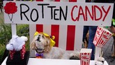 Terlihat seekor anjing 'menjual' permen yang bernuansa menyeramkan. (REUTERS/Carlo Allegri)