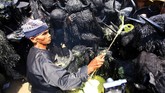 Tetua adat mekaukan ritual pada pemeran kebo-keboan di Desa Alas Malang, Banyuwangi. (ANTARA FOTO/Budi Candra)