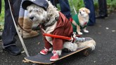 Kehidupan skater juga menjadi sorotan dalam parade yang diikuti oleh ratusan anjing ini. (REUTERS/Kevin Coombs)