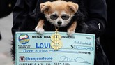 Anjing ini bersolek layaknya milioner, lengkap dengan kalung emas dan cek berjumlah fantastis. (REUTERS/Carlo Allegri)