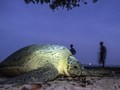 Tsunami Selat Sunda, Tim Evakuasi Kawanan Penyu Terdampar