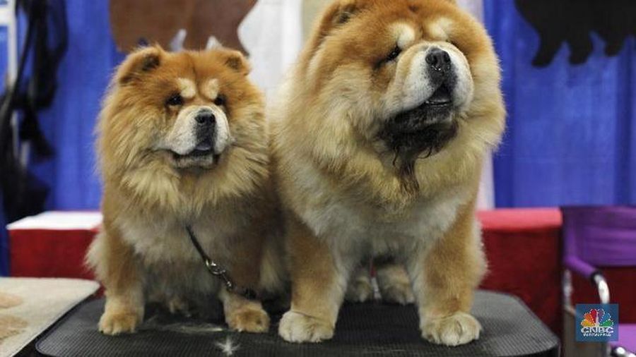 Chow chow