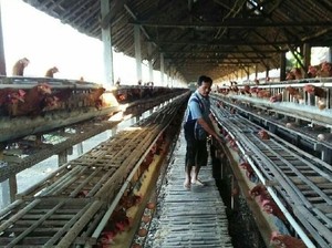 Peternak Resah Biaya Pakan Melambung, Harga Telur di Sumut Melambung