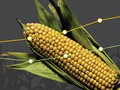 Dilema Impor Jagung di Tengah Klaim Surplus Produksi