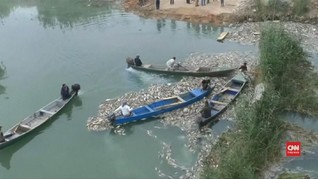 VIDEO: Ribuan Ikan Mas di Irak Diduga Mati Keracunan