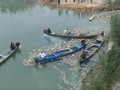 VIDEO: Ribuan Ikan Mas di Irak Diduga Mati Keracunan
