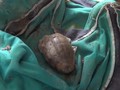 VIDEO: Granat Aktif 1945 Ditemukan di Sungai Mojokerto