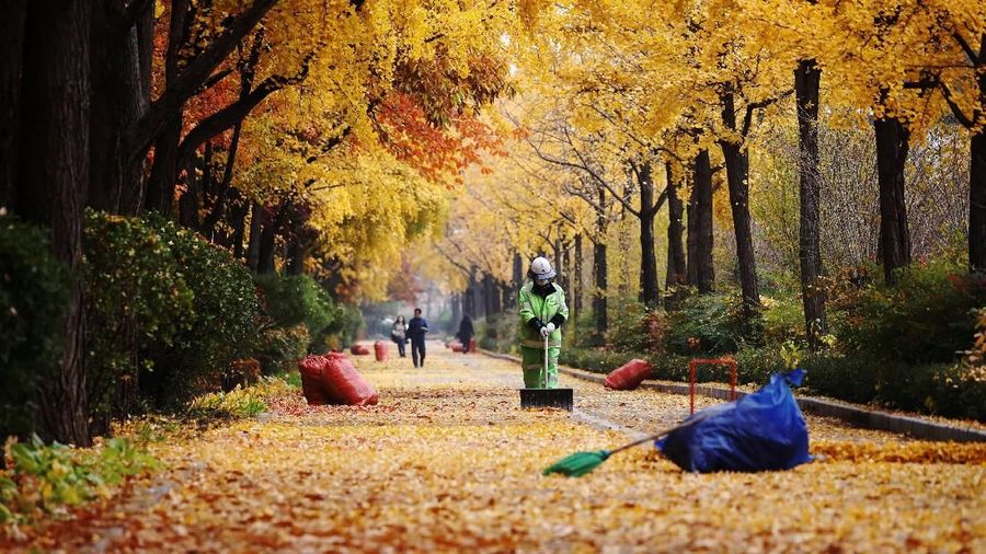 Kota tersebut terlihat cantik dengan pohon-pohon rimbun dengan daun yang sudah mulai berganti warna-warni.