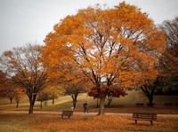 A man walks past fallen leaves on a late autumn day in Seoul, South Korea, November 7, 2018.    REUTERS/Kim Hong-Ji