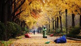 Petugas kebersihan menyapu dedaunan yang gugur saat musim gugur di Seoul, Korea Selatan.