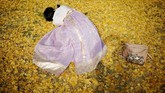 Musim gugur juga dikenal sebagai musim panen yang melimpah, di antaranya panen padi, ubi, buah apel, buah persik, dan buah Jujube.