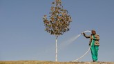 Seorang pekerja pemerintah kota menyemprotkan air pada pohon di kota Kabul, Afghanistan. (REUTERS/Mohammad Ismail)