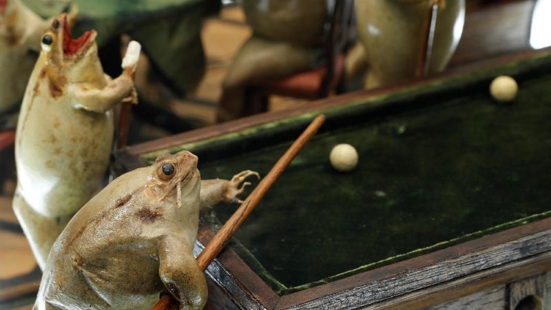 Museum ini menampilkan koleksi 108 katak yang diposisikan dalam adegan yang menirukan kehidupan sehari-hari.