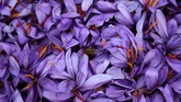 Safron sendiri disebut-sebut sebagai rempah termahal di dunia dan biasa disajikan dalam semangkuk hidangan mewah santapan kaum elite. (REUTERS/Alkis Konstantinidis)