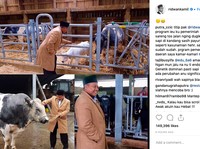 Milenial, Ridwan Kamil Ajak Kamu Bisnis Sapi di Jawa Barat