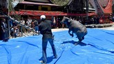 Pihak keluarga menyiapkan korban babi hutan dan kerbau untuk membebaskan jiwa dari mumi itu guna menyongsong kehidupan setelah kematian. (AFP/GOH Chai Hin)