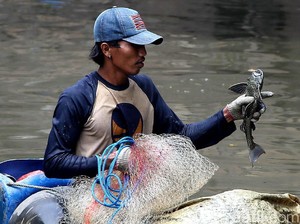 Dukungan Pram soal Sapu-sapu Diburu demi Ekosistem Perairan