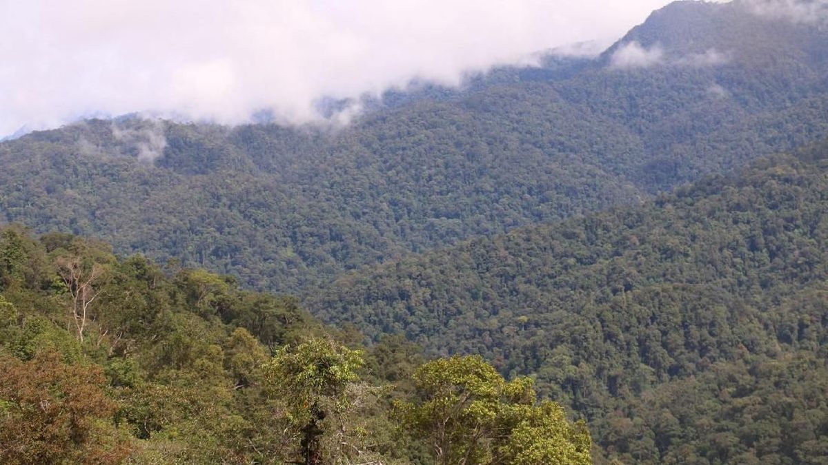 Cegah Kebakaran Hutan, Pendakian ke TN Gunung Leuser Aceh Ditutup Sementara