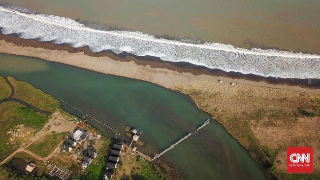 Sidat dan mangrove sebagai indikator kesehatan alam