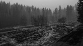 Kebakaran hutan dan lahan di California, Amerika Serikat belum berhasil dipadamkan. Api menerjang sejumlah kawasan hunian elite seperti Paradise City, Malibu, dan Woolsey di Thousand Oaks. (REUTERS/Stephen Lam)