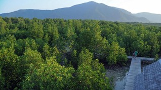Jokowi Bagi-bagi 978 Ribu Hektare Lahan Hutan Lewat Gubernur