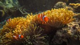 Sejumlah ikan badut (Amphiprioninae) berada di sekitar anemon (Actiniaria) yang hidup di terumbu karang di wilayah peraian konservasi Taman Nasional Karimunjawa (TNKJ), Jepara, Jawa Tengah. Karimunjawa adalah rumah bagi terumbu karang, hutan bakau, serta hampir 400 spesies fauna laut, di antaranya 242 jenis ikan hias.
