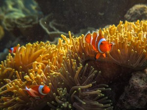 Ratusan Spesies Ikan Bisa Ganti Kelamin, Tapi Kini Aktivitas Manusia Merusaknya