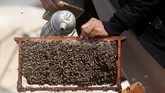 1. Meski sengatannya menakutkan, tapi lebah punya beragam manfaat untuk tubuh. (REUTERS/Amr Abdallah Dalsh)