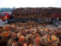 La Nina Bakal Ganggu Produksi, Harga CPO Kok Tak Gerak?