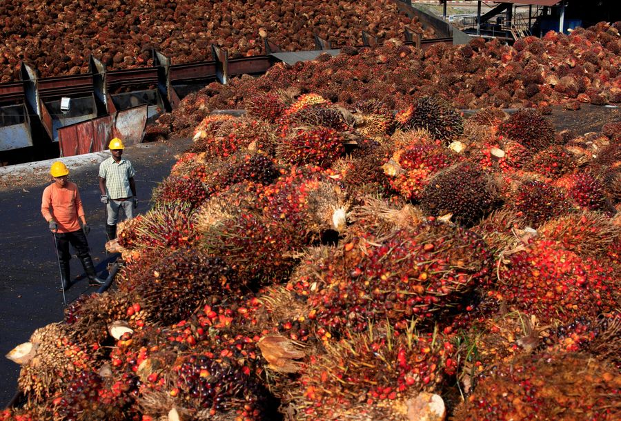 Pekerja membongkar buah sawit dari sebuah truk di sebuah pabrik kelapa sawit (CPO) di Salak Tinggi, di luar Kuala Lumpur 4 Agustus 2014. REUTERS / Samsul Said / File Photo