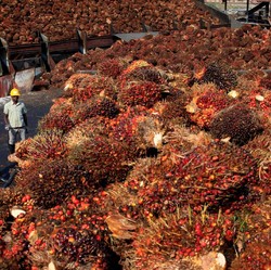 RI Terapkan DMO, Harga CPO Malah Turun...