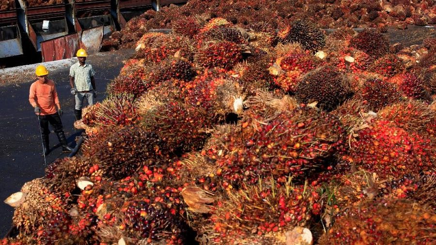 Pekerja membongkar buah sawit dari sebuah truk di sebuah pabrik kelapa sawit (CPO) di Salak Tinggi, di luar Kuala Lumpur 4 Agustus 2014. REUTERS / Samsul Said / File Photo