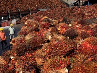 Gencar Green BBM, Ekspor CPO RI Turun ke 50% di 2025