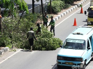 Pemprov Jakarta Pangkas 55 Ribu Pohon Rawan Tumbang