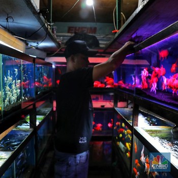 Warna-warni Ikan Hias dan Peluang Bisnis Bagi Pecinta Ikan