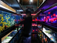 Warna-warni Ikan Hias dan Peluang Bisnis Bagi Pecinta Ikan