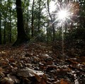 Cerita Warga Asing Lihat Makhluk Mirip Manusia di Hutan Sumatra