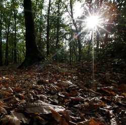 Cerita Warga Asing Lihat Makhluk Mirip Manusia di Hutan Sumatra