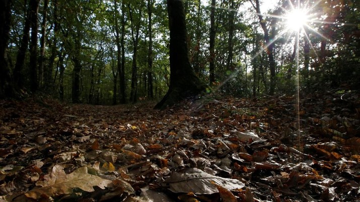 Muncul Makhluk Misterius Mirip Manusia di Sumatra, Apa Itu?