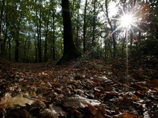 Sejumlah Hutan RI Simpan 'Harta Karun' Nilainya Bisa US$ 52 M
