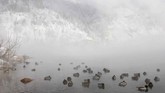Sekawanan bebek liar berenang saat temperatur akhir musim gugur sudah mencapai minus 20 derajat Celcius di Sungai Yenisei, di wilayah Taiga Siberia di luar Taiga, Rusia. (Reuters/Ilya Naymushin)