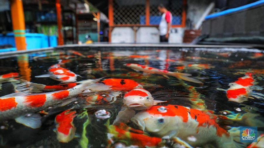 Harga yang mereka tawarkan beraneka ragam dari puluhan ribu hingga jutaan rupiah.