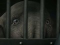 Sedihnya 'Dumbo' Berpisah dengan Sang Ibu di Trailer Baru