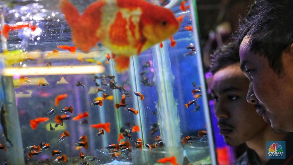 530 Koleksi Desain Kaos Aquarium HD Terbaru