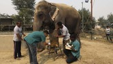Tengok saja Asha, seekor gajah berusia 49 tahun, yang meletakkan kaki kirinya di bangku dokter yang mengobati lukanya. Ia diserbu pengunjung yang beramai-ramai mencoba mendokumentasikannya. (REUTERS/Anushree Fadnavis)