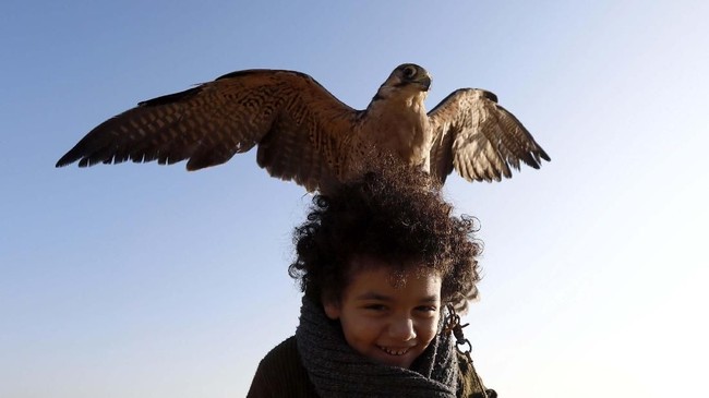 550+ Gambar Burung Elang Peliharaan HD Terbaik