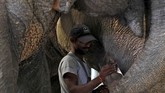 Ratusan gajah di India menyumbang lebih dari setengah populasi gajah Asia. Populasi gajah di India sendiri turun menjadi 27.312 pada tahun 2017 dari 30.711 pada tahun 2012. (REUTERS/Anushree Fadnavis)