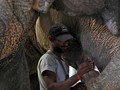 FOTO: Rumah Sakit Gajah Pertama di India